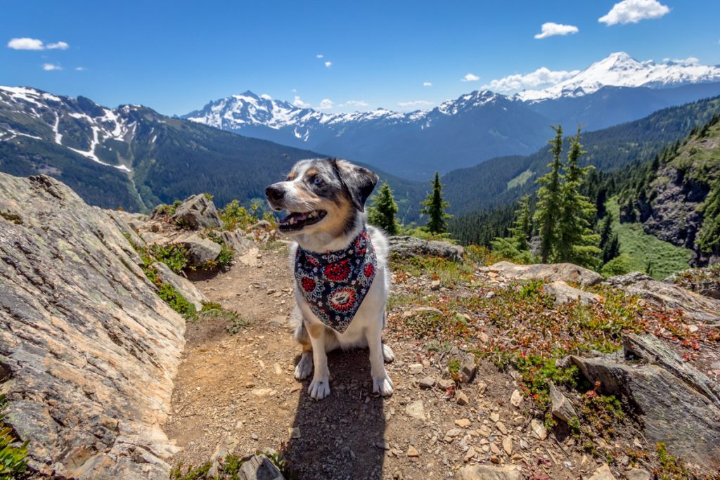 Yellow Aster Butte