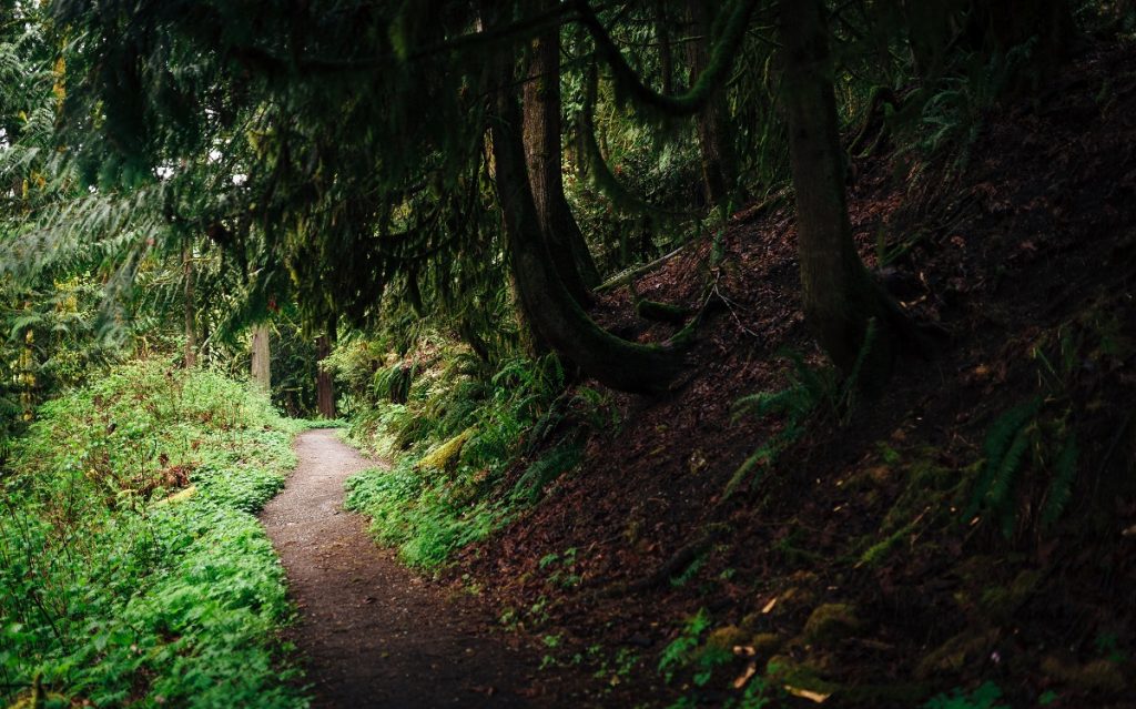 trail surrounded by green trees