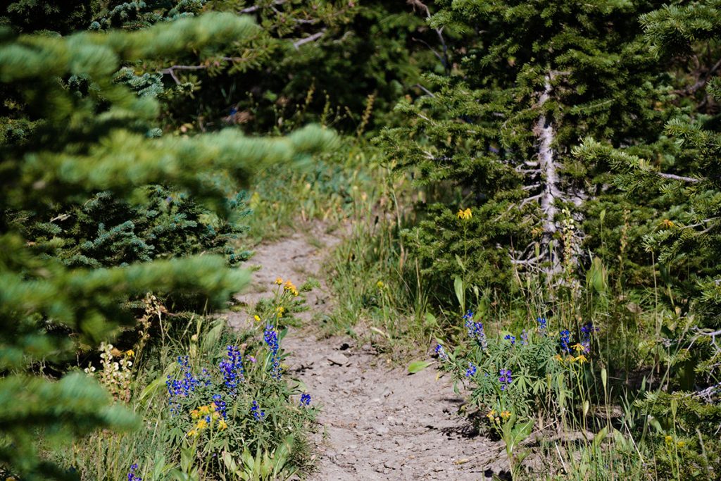 trail surrounded by green grass and trees