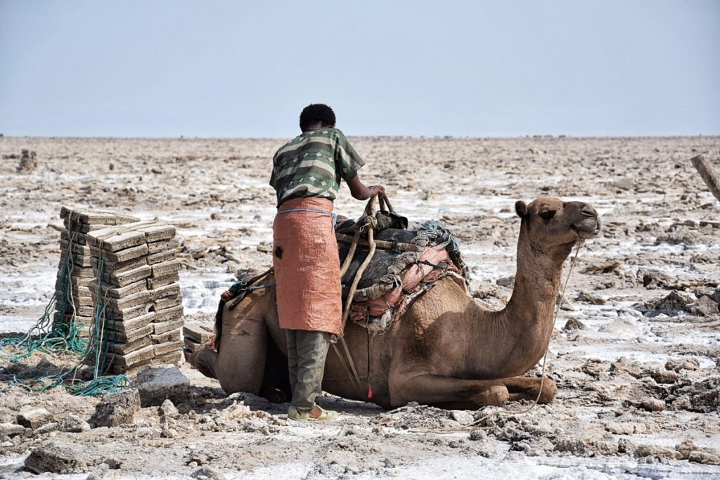 Danakil Camel Local