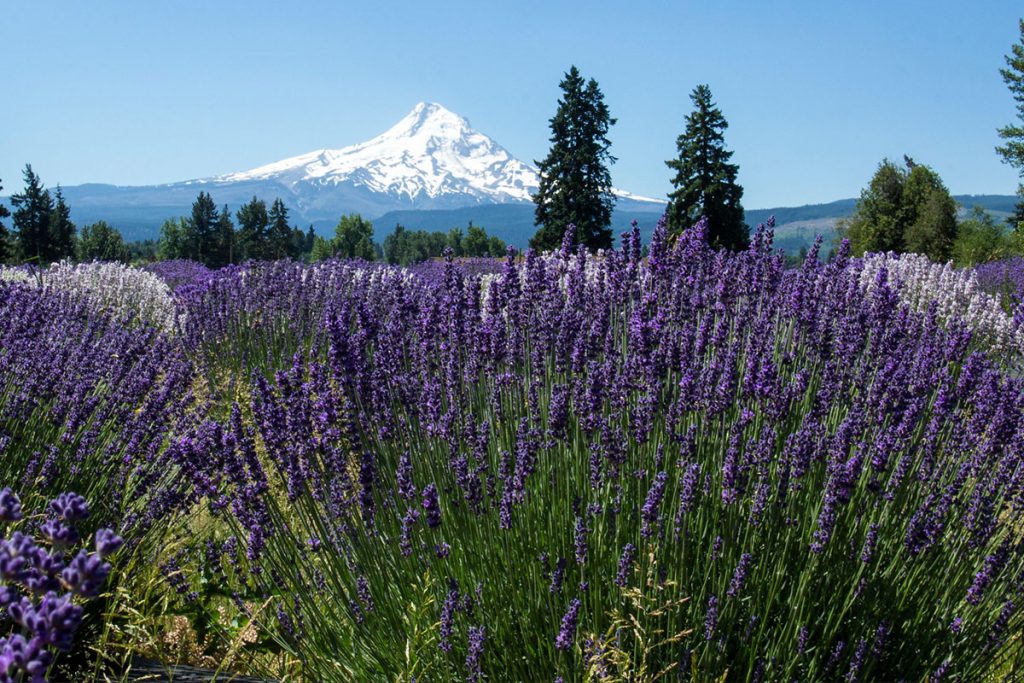 BEST WILDFLOWER HIKES NEAR PORTLAND Hood River Mountain