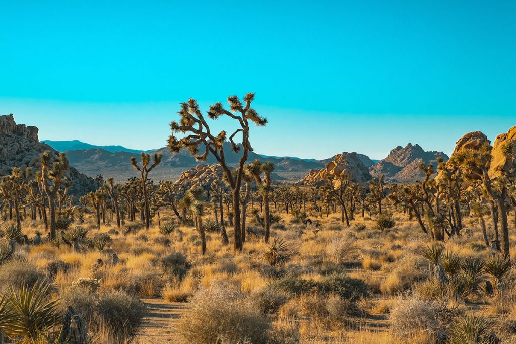 brown and green trees on brown field at sunset