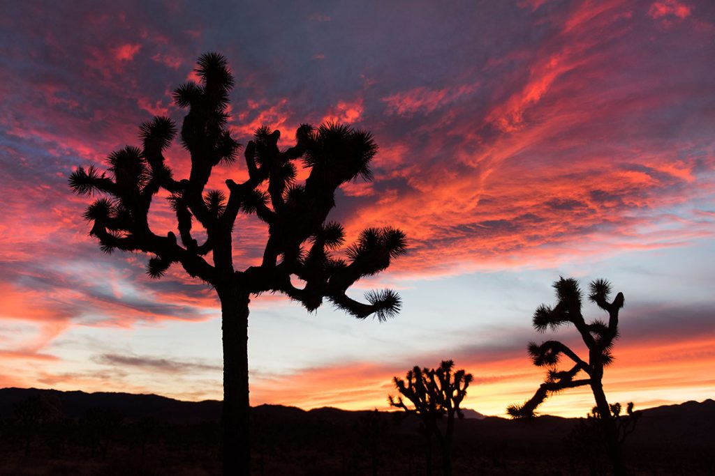 Joshua Trees at Sunset