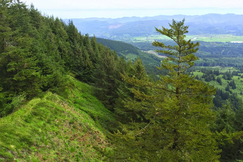 BEST WILDFLOWER HIKES NEAR PORTLAND Neahkahnie Mountain