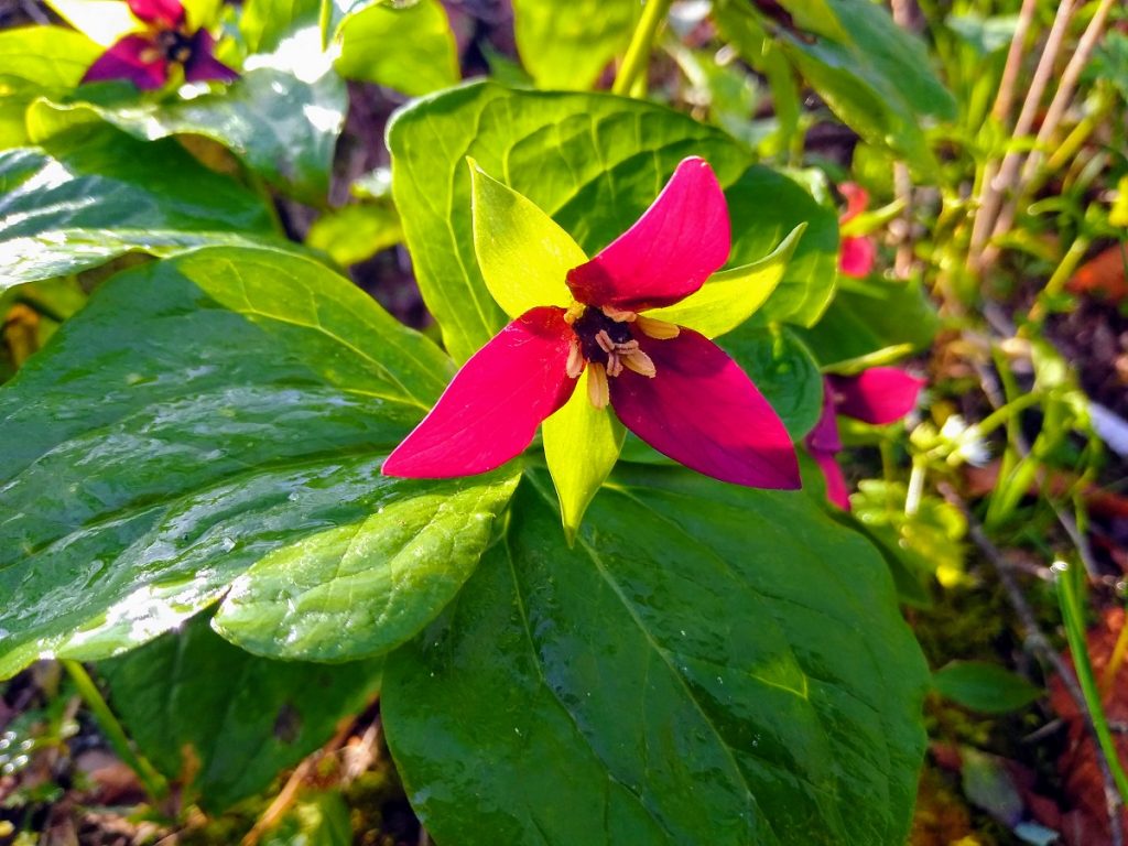 RedTrillium