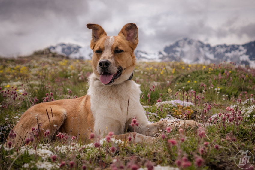 Wildflower Power Marmot Pass