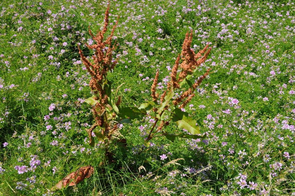 red curly dock plant