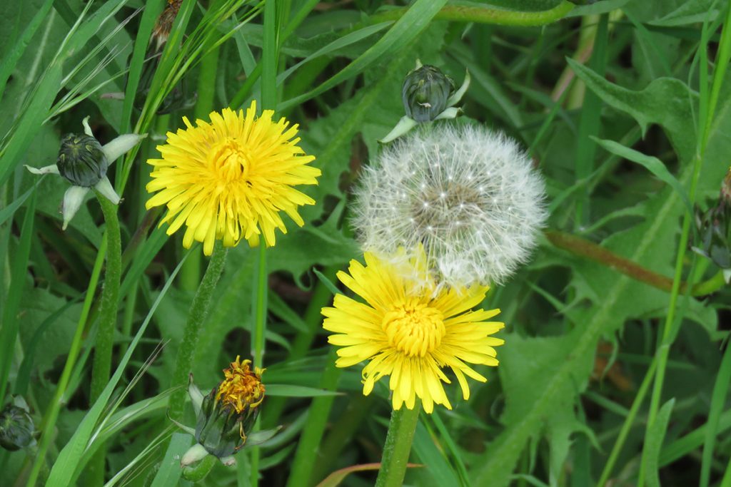 yellow dandelions in grass