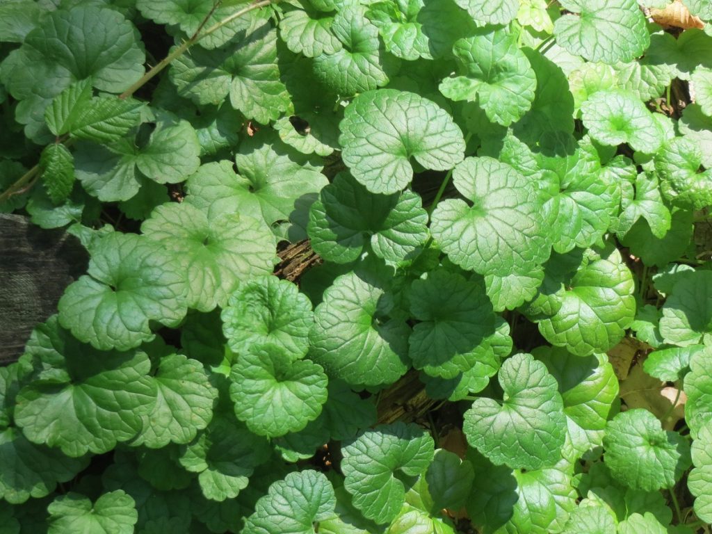 green ground ivy plant