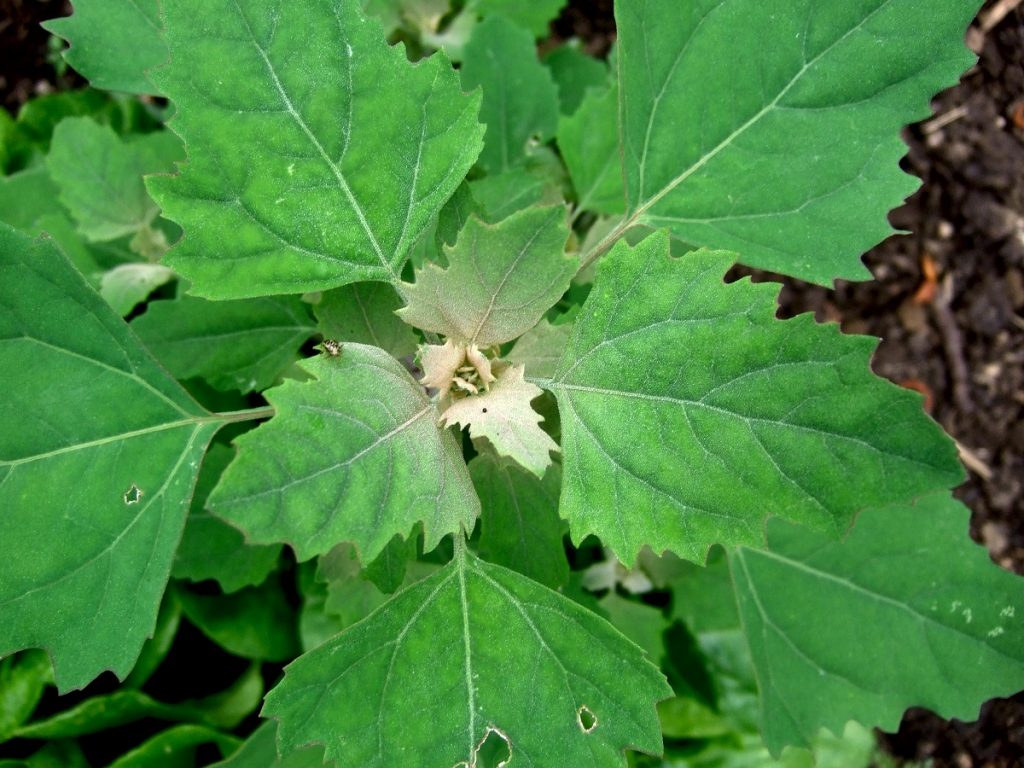 green lambs quarters plant