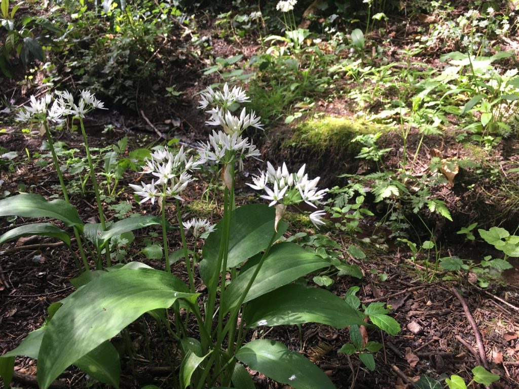 white and green wild garlic on the ground