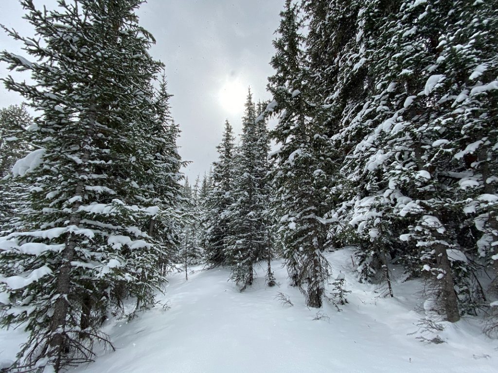 pine trees on snowy ground