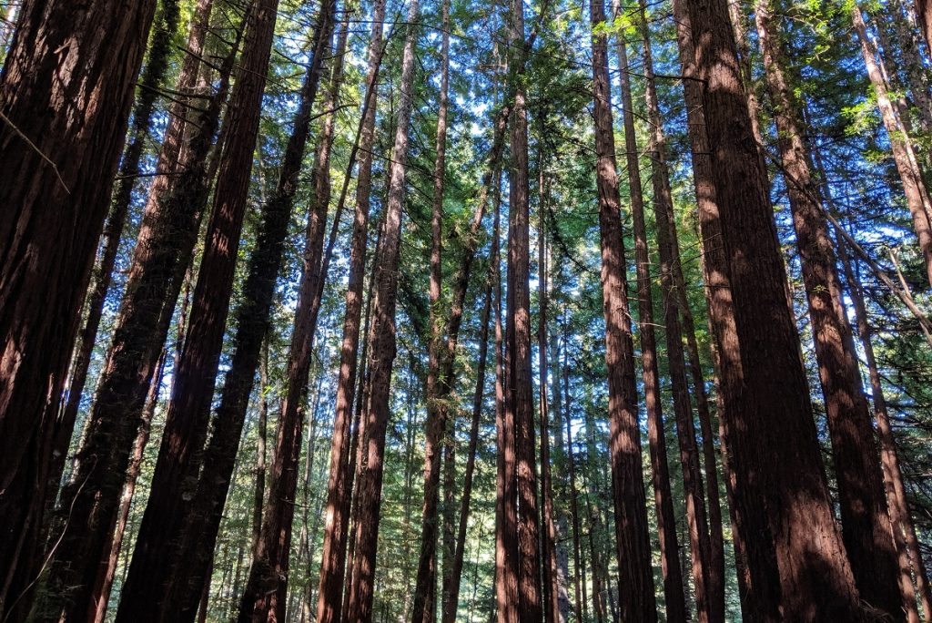 brown trees with green leaves under the blue sky