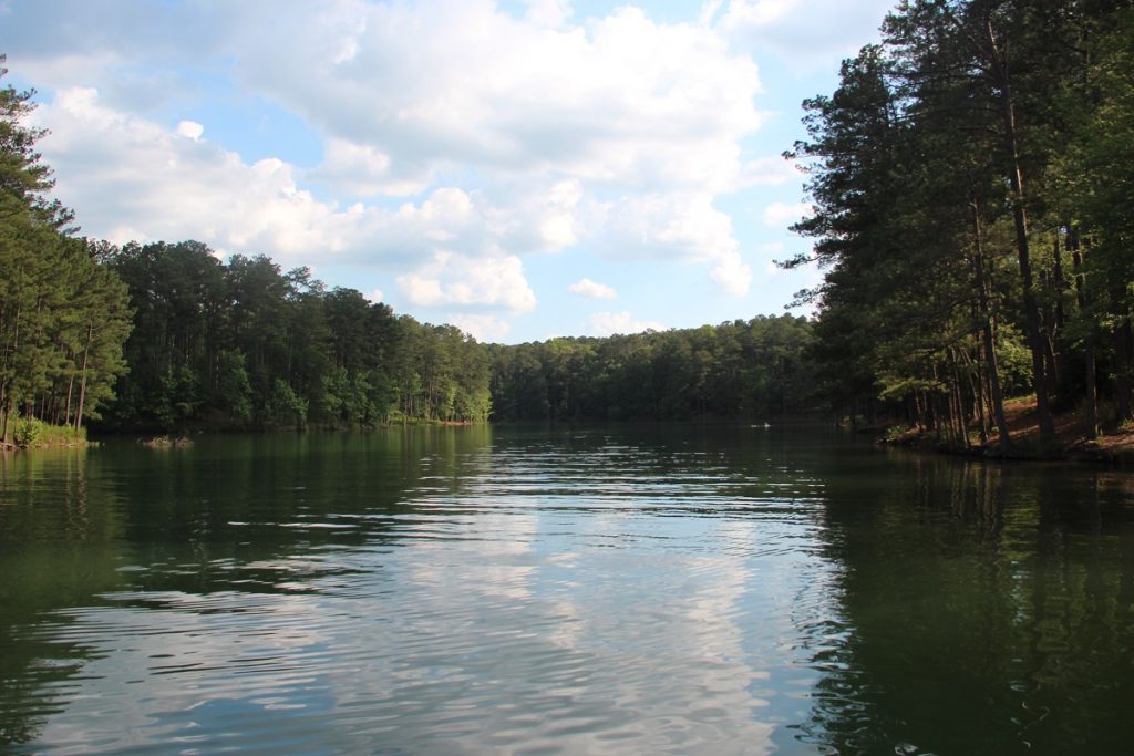 green body of water between trees