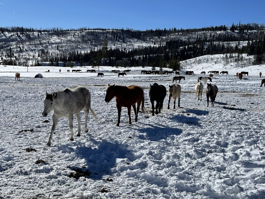 VistaVerdeRanch Horses