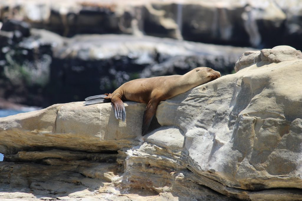 brown seal on gray rock