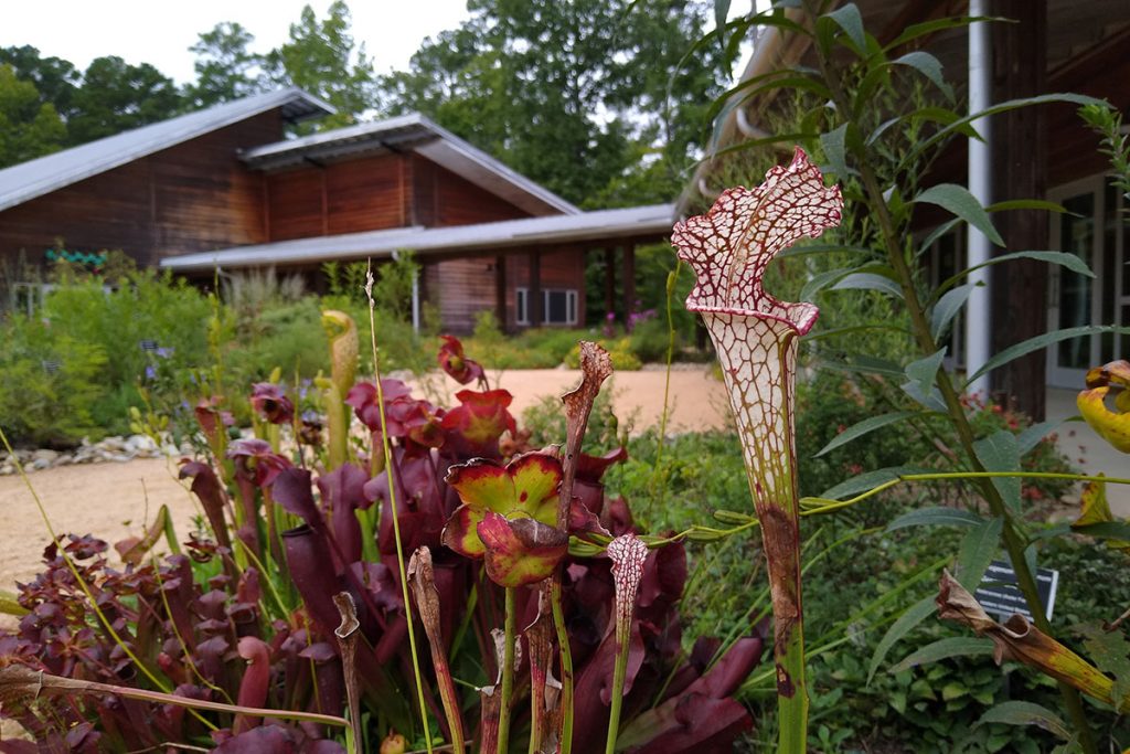 white and purple flowers with a house in the background during daytime