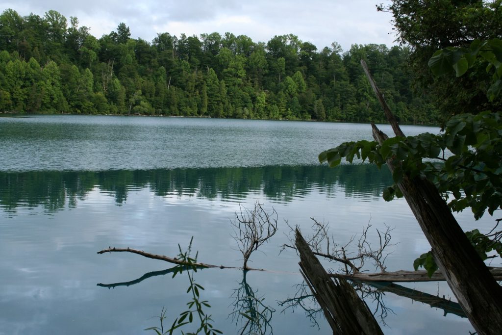 green body of water in front of green trees