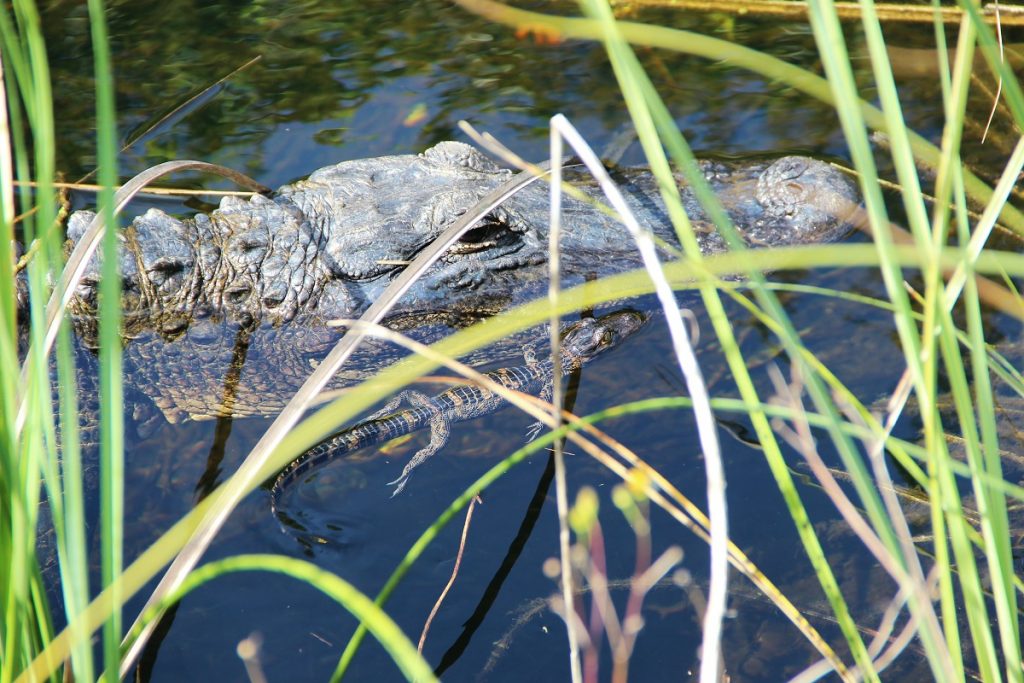 black crocodile in water next to green plants