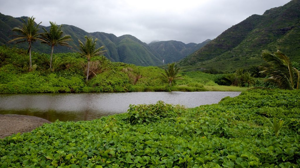 green valley with pond in the middle