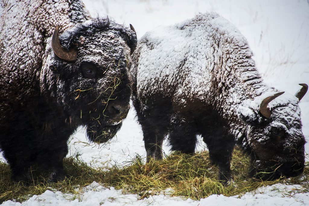 Two Bisons Grazing