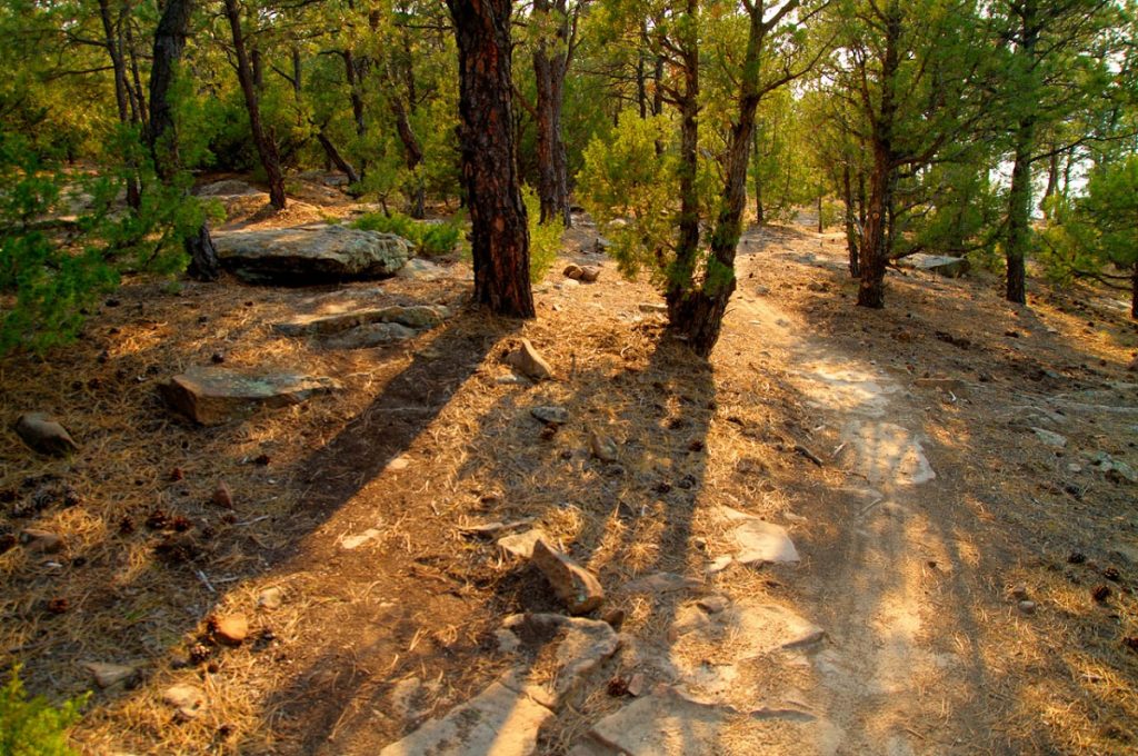 trail path in forest