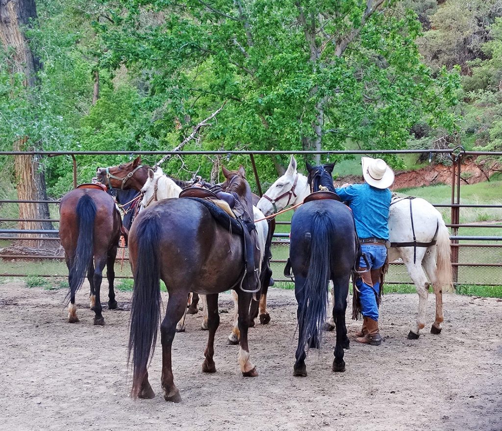 man with cowboy hat saddling up horse