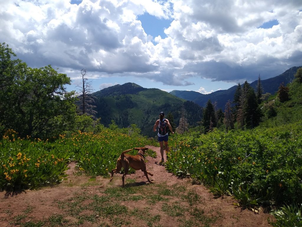 MillcreekCanyon MtAireTrail