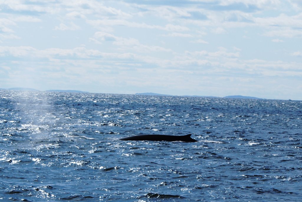 whale in the body of water