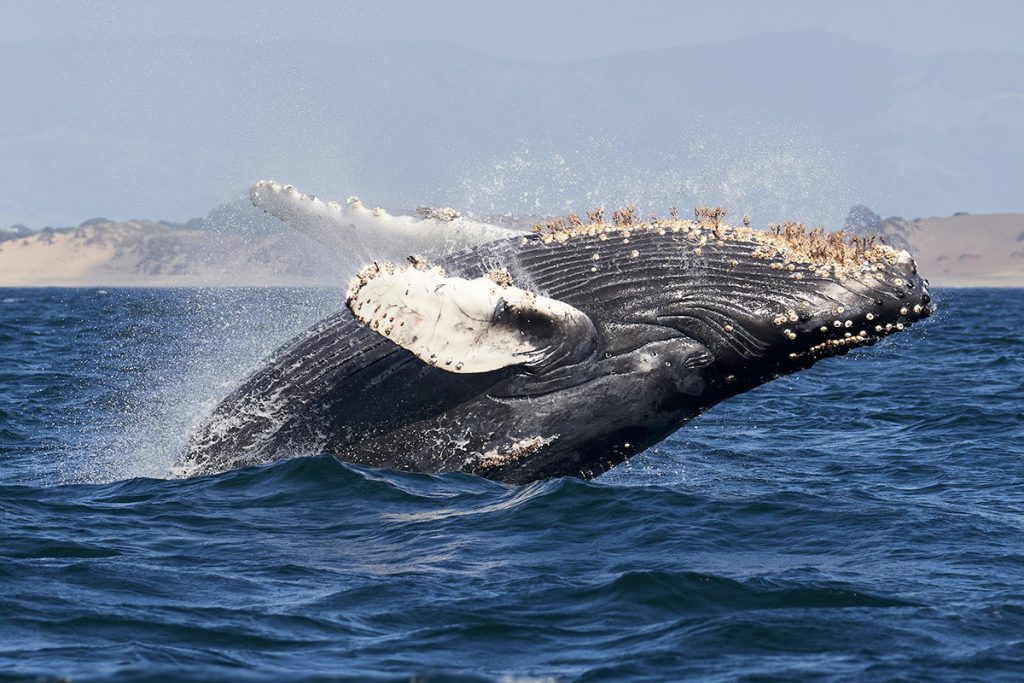 humpback whale in the water