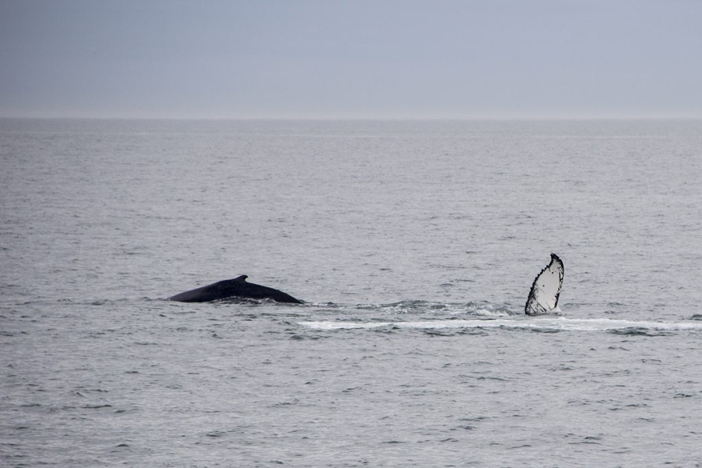 humpback whale in body of water