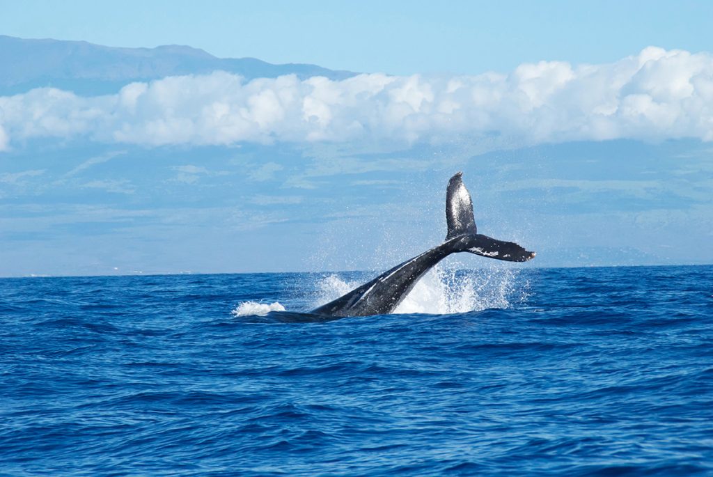 whale tale above body of water