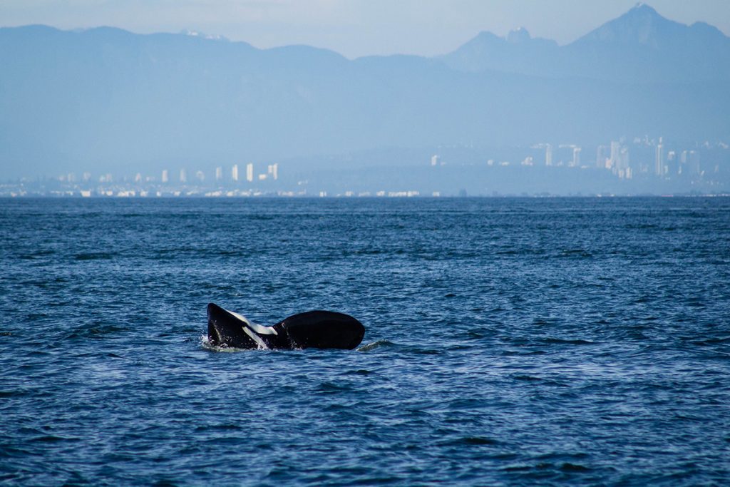 orca whale in body of water