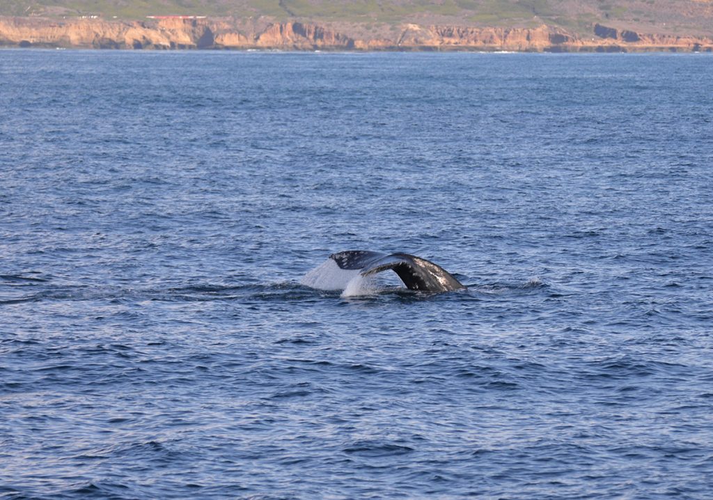 gray whale in the water