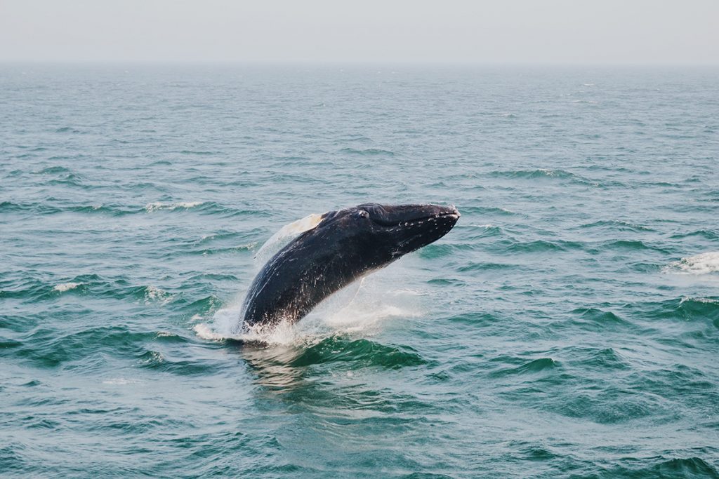 whale above body of water