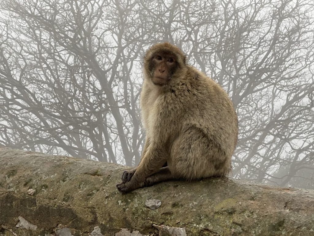 SBornstein RockApe Gibraltar