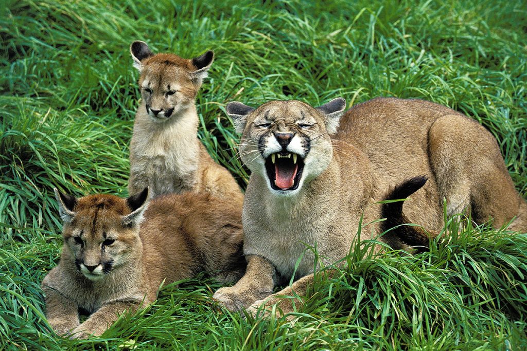 Puma with two cubs