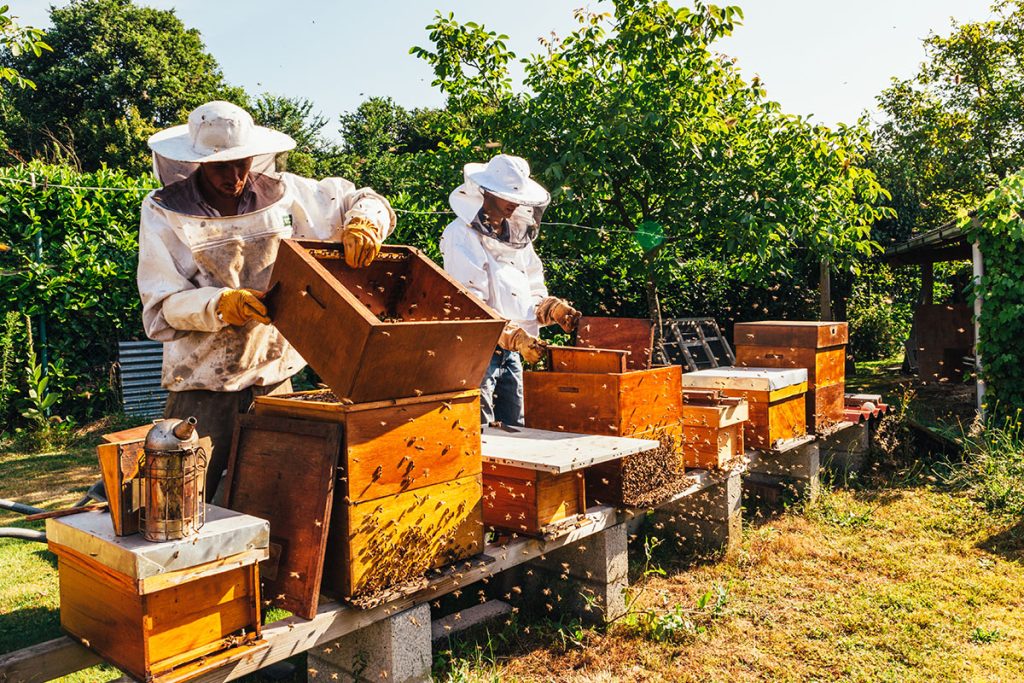 honey production and bees keeping