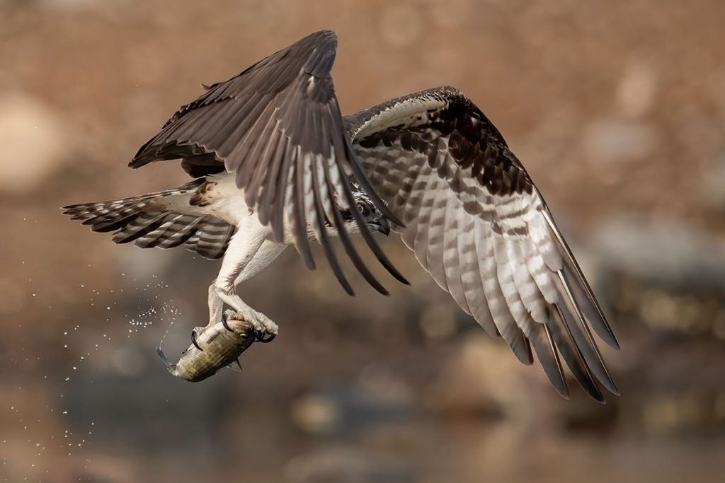 Osprey Fishing, first plan 