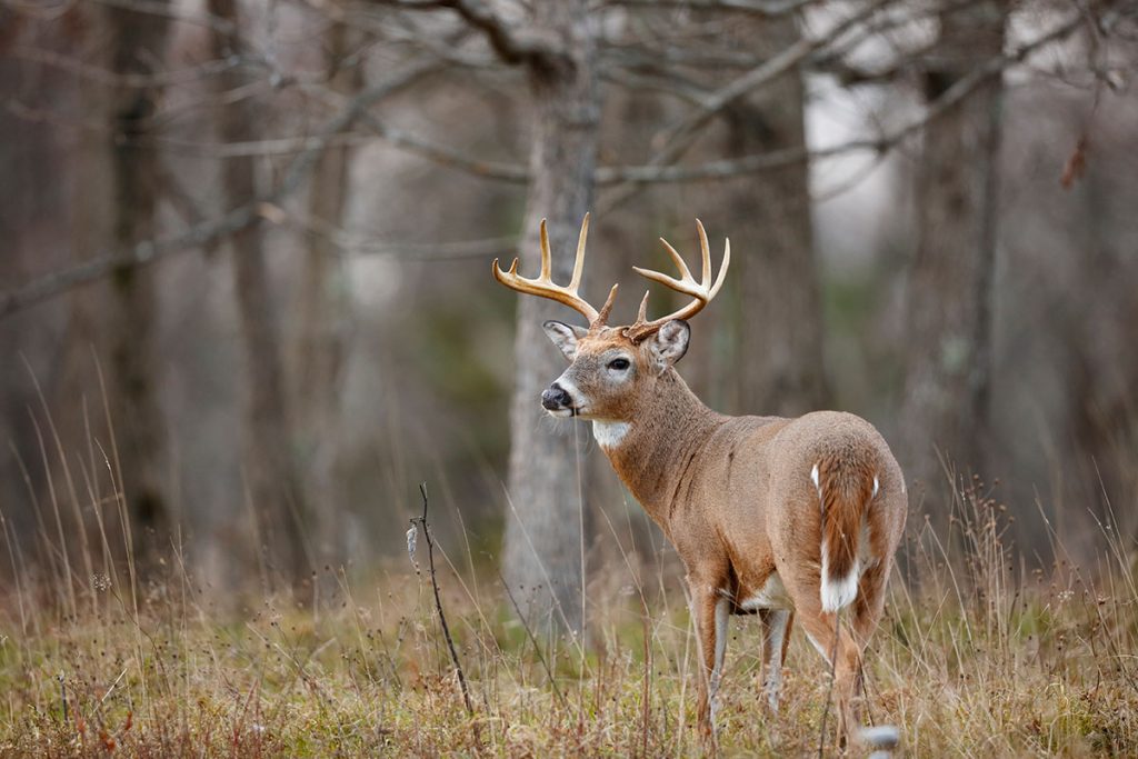 White-tailed Deer In The Woods