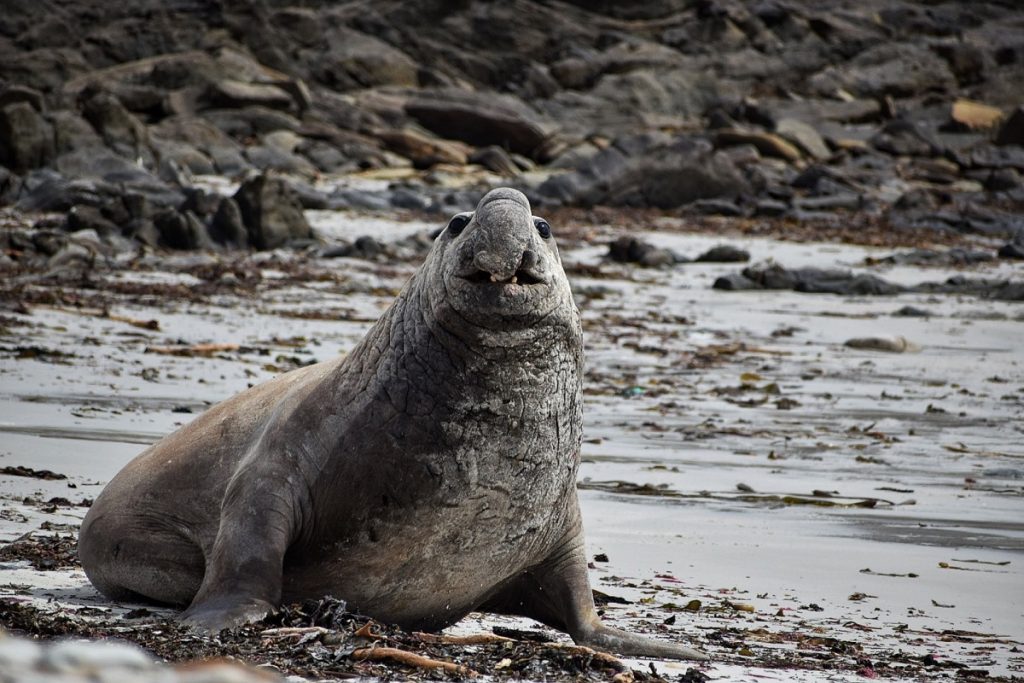 ElephantSeal Falklands